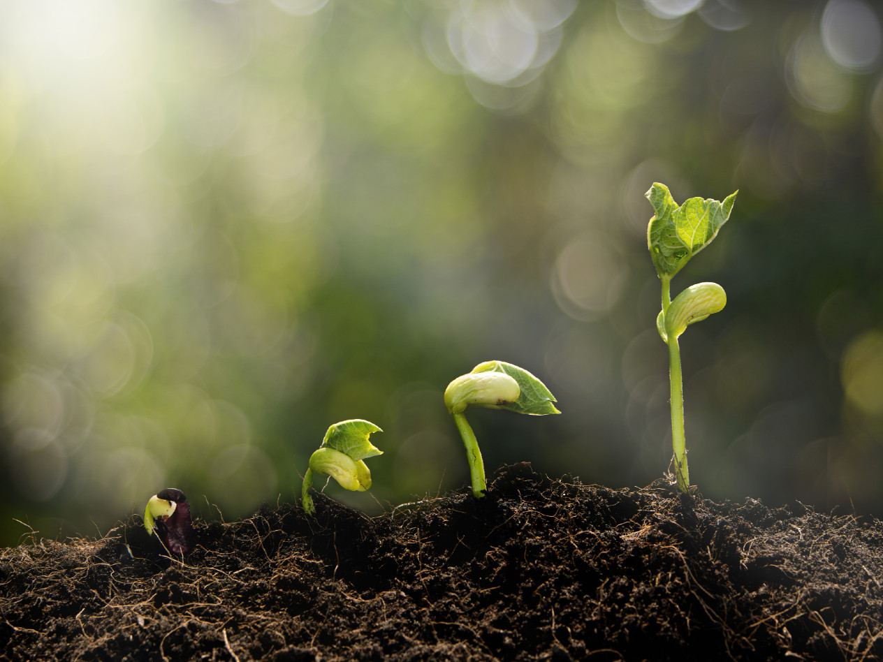 Seedlings sprouting out of the earth. Story is about the Holekamp Seed Fund's 2023 recipients.