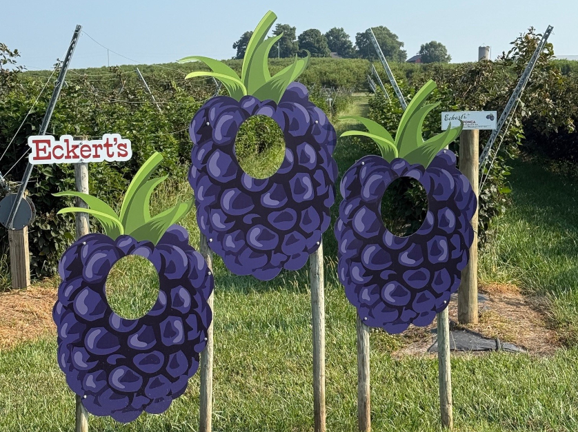 The students’ recommendations included displaying props like these blackberry cutouts in the fields for photos.